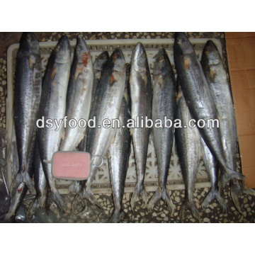 supply frozen spanish mackerel ( scomberomorus niphonius)